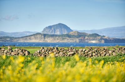 Sanbangsan Mountain and canola fields