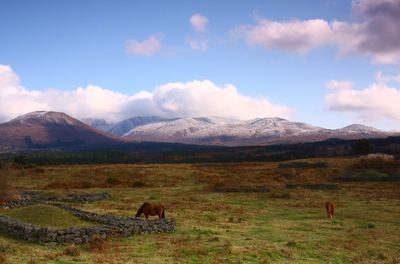 Hallasan and grazing horses