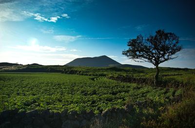 Volcanic oreum with a lone tree
